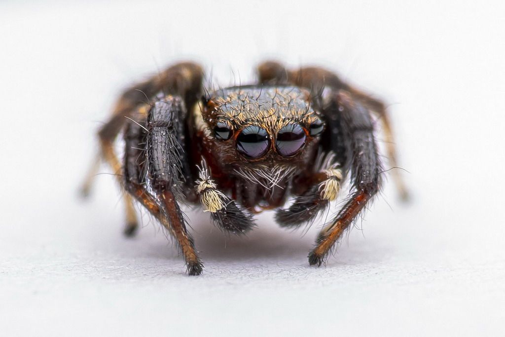 Salticidae: Evarca jucunda